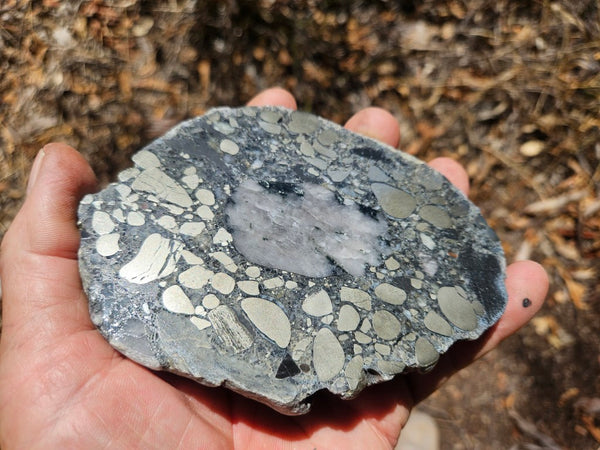 Polished Beaton's Creek auriferous conglomerate slab BC109