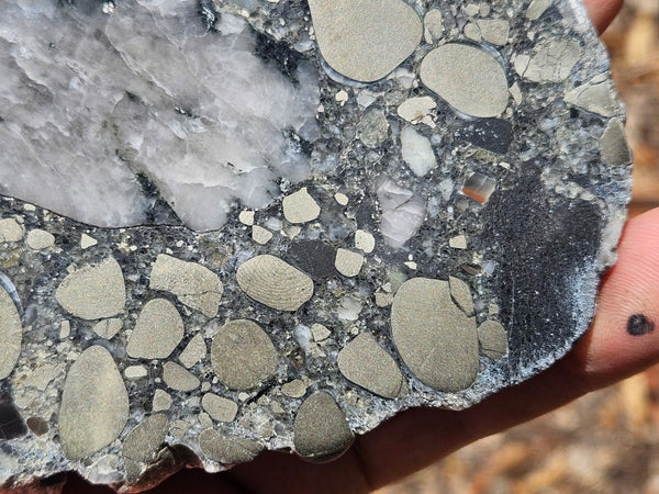 Polished Beaton's Creek auriferous conglomerate slab BC109