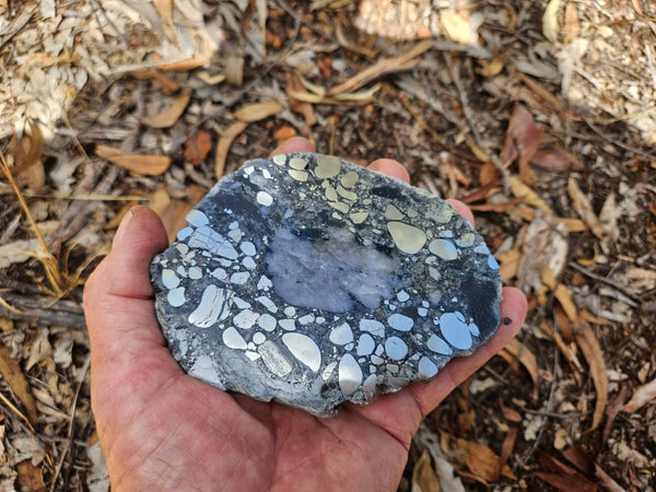 Polished Beaton's Creek auriferous conglomerate slab BC109