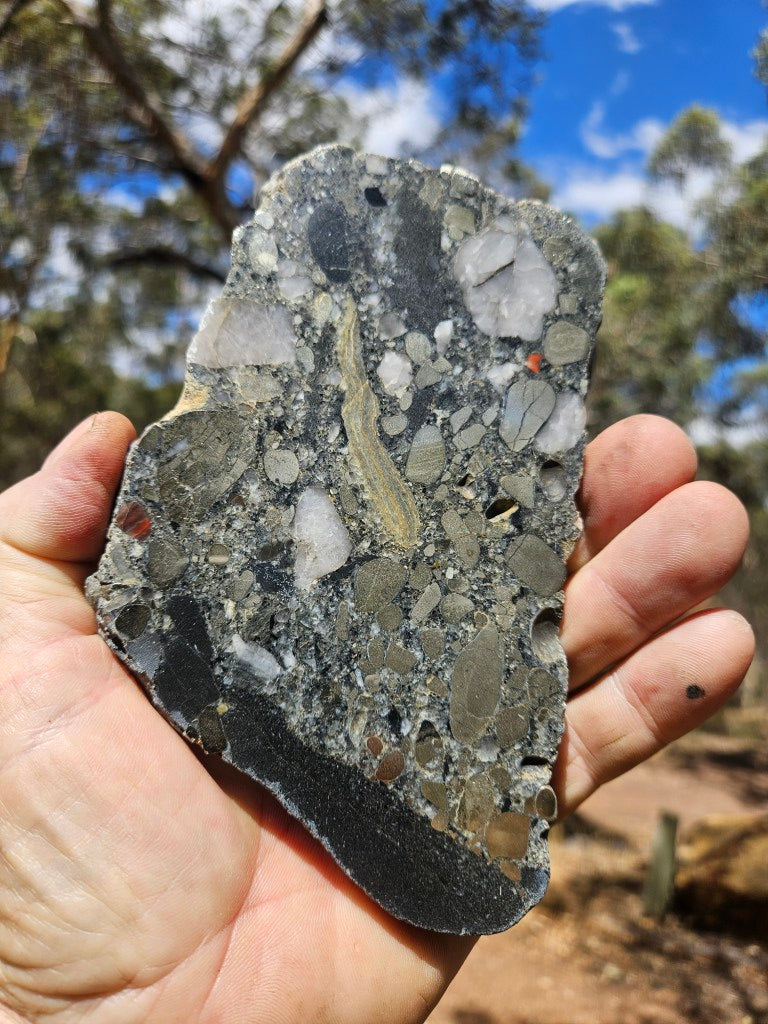 Polished Beaton's Creek auriferous conglomerate slab BC110