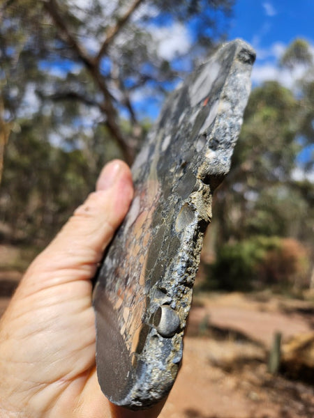 Polished Beaton's Creek auriferous conglomerate slab BC110