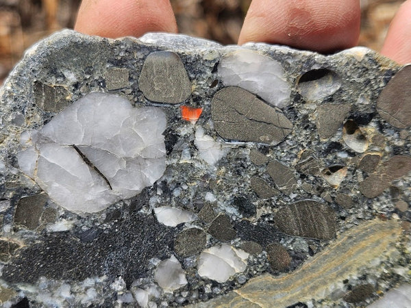 Polished Beaton's Creek auriferous conglomerate slab BC110