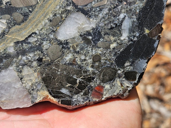 Polished Beaton's Creek auriferous conglomerate slab BC110