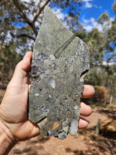 Polished Beaton's Creek auriferous conglomerate slab BC111