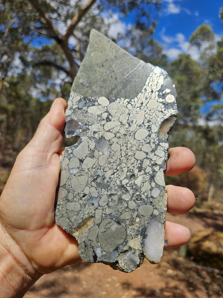 Polished Beaton's Creek auriferous conglomerate slab BC111