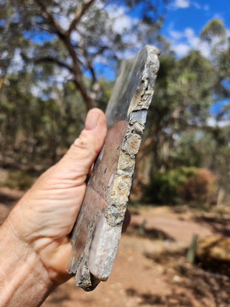 Polished Beaton's Creek auriferous conglomerate slab BC111
