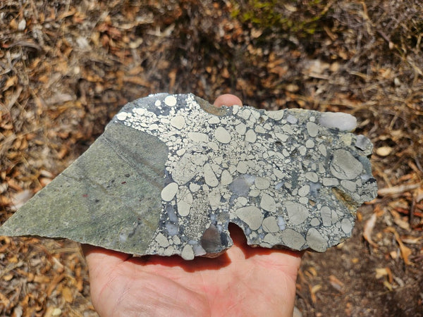 Polished Beaton's Creek auriferous conglomerate slab BC111