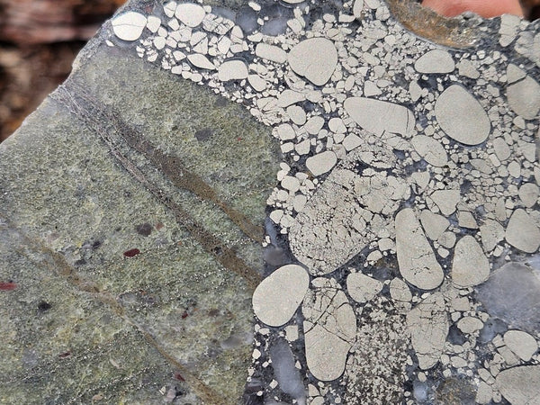 Polished Beaton's Creek auriferous conglomerate slab BC111