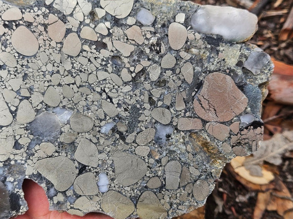Polished Beaton's Creek auriferous conglomerate slab BC111