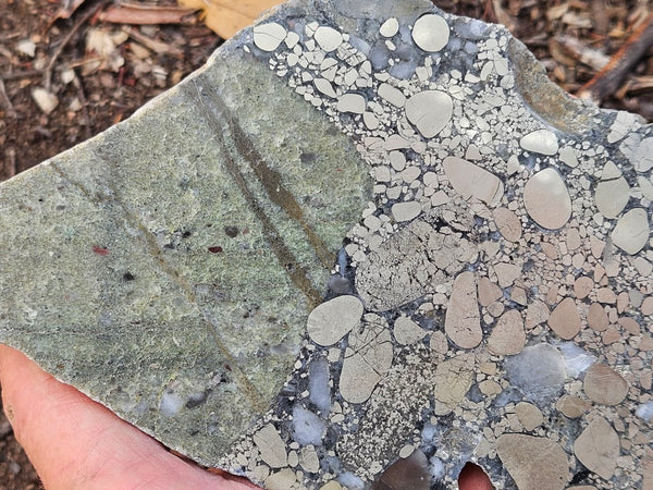 Polished Beaton's Creek auriferous conglomerate slab BC111