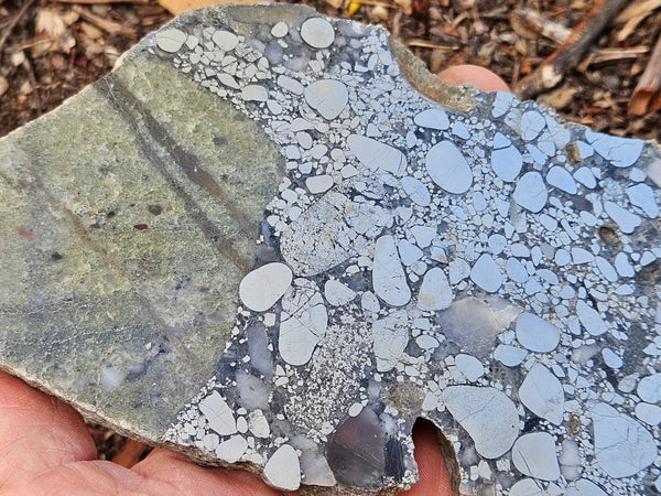 Polished Beaton's Creek auriferous conglomerate slab BC111