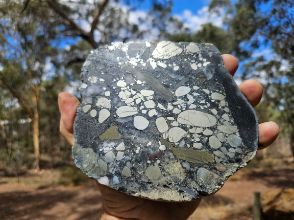 Polished Beaton's Creek auriferous conglomerate slab BC112
