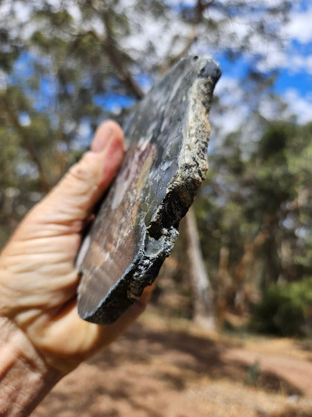 Polished Beaton's Creek auriferous conglomerate slab BC113
