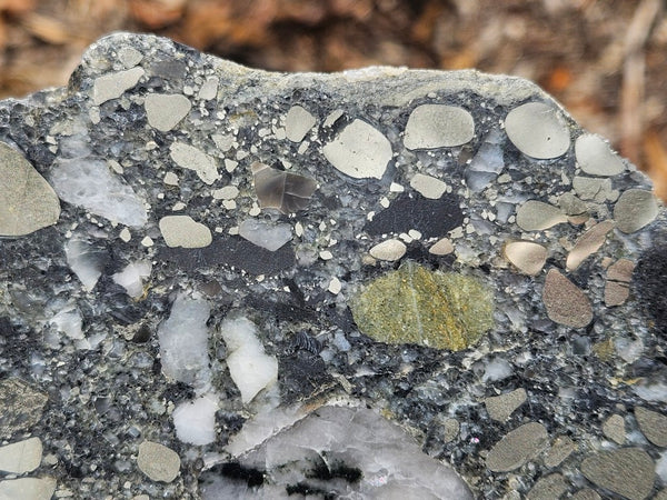 Polished Beaton's Creek auriferous conglomerate slab BC113