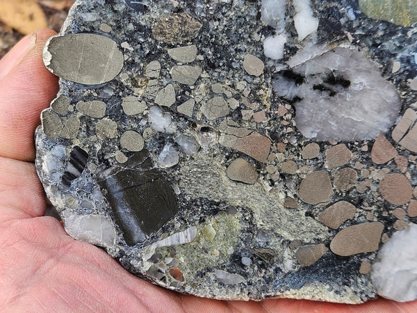 Polished Beaton's Creek auriferous conglomerate slab BC113