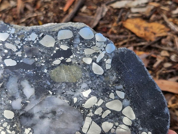 Polished Beaton's Creek auriferous conglomerate slab BC113