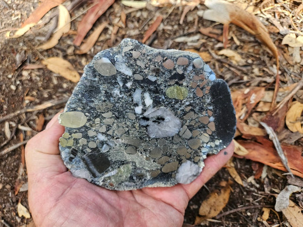 Polished Beaton's Creek auriferous conglomerate slab BC113