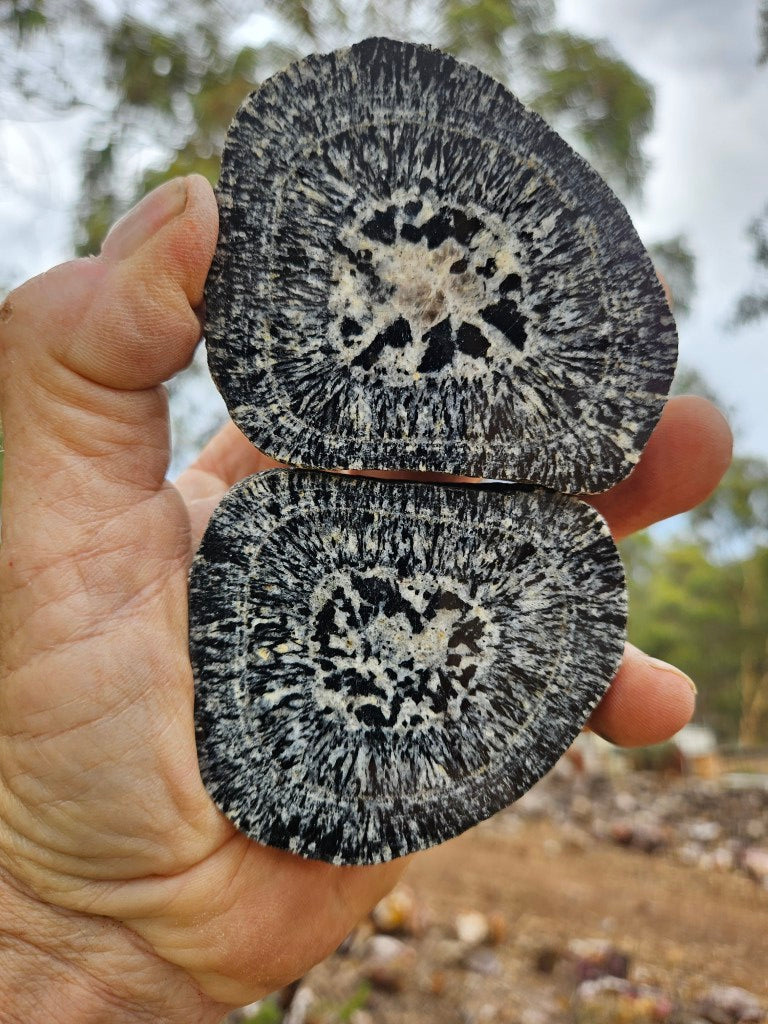 Pair of polished Orbicular Granite. OG216