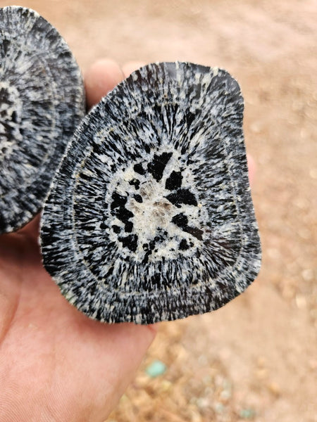 Pair of polished Orbicular Granite. OG216