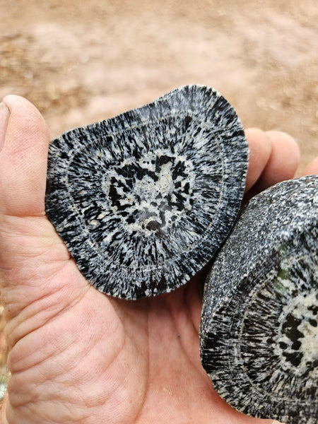 Pair of polished Orbicular Granite. OG216