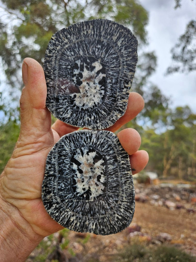 Pair of polished Orbicular Granite. OG217