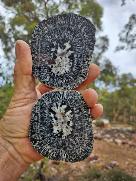 Pair of polished Orbicular Granite. OG217