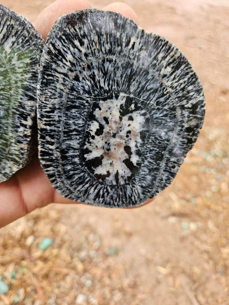 Pair of polished Orbicular Granite. OG217