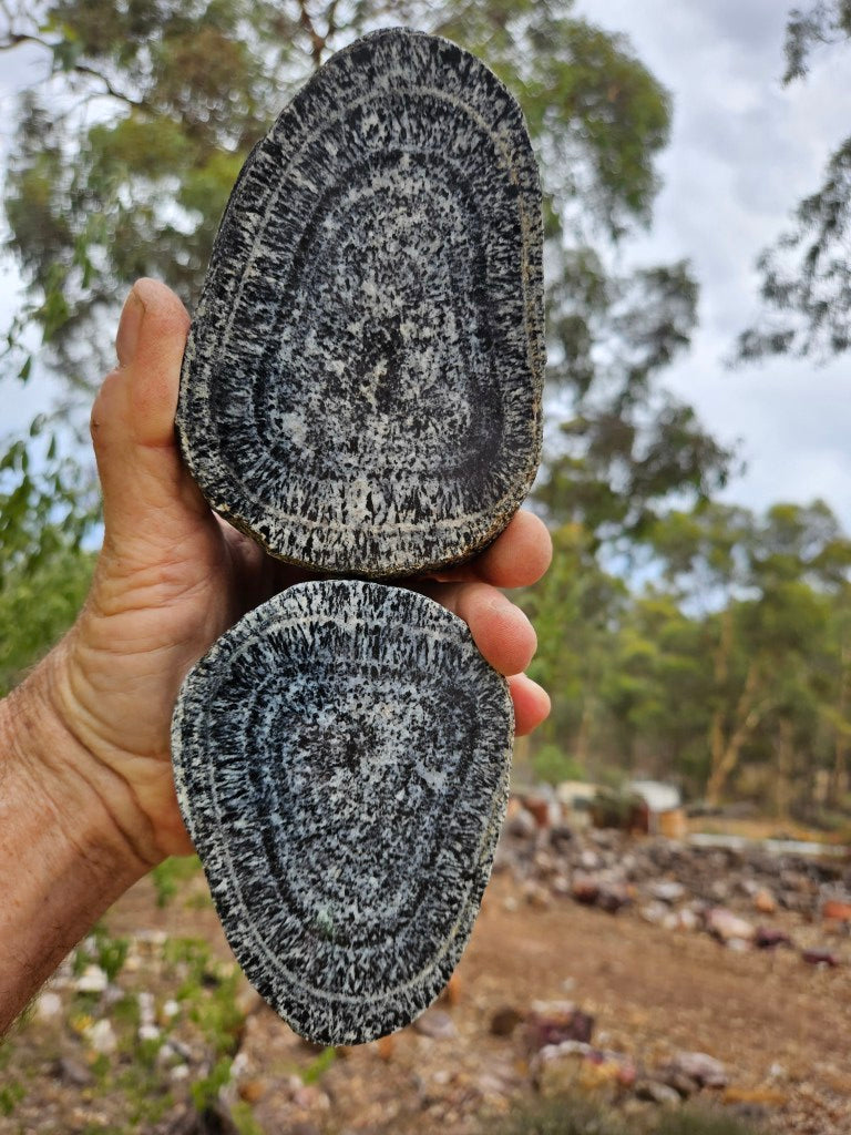 Pair of polished Orbicular Granite. OG218