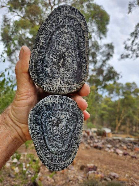 Pair of polished Orbicular Granite. OG218
