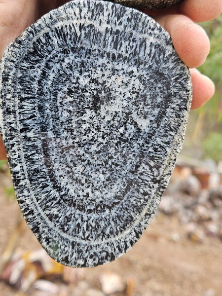 Pair of polished Orbicular Granite. OG218