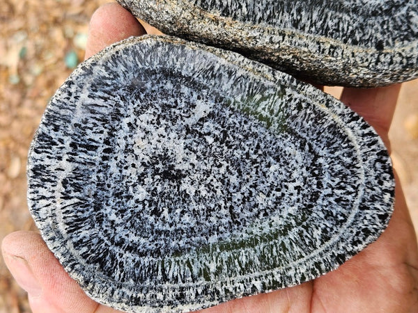 Pair of polished Orbicular Granite. OG218