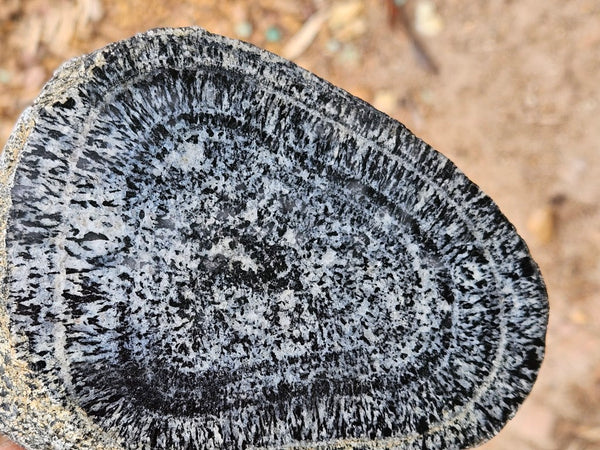 Pair of polished Orbicular Granite. OG218