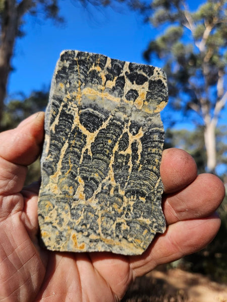 Polished fossil stromatolite slab. Asperia ashburtonia. ASP162
