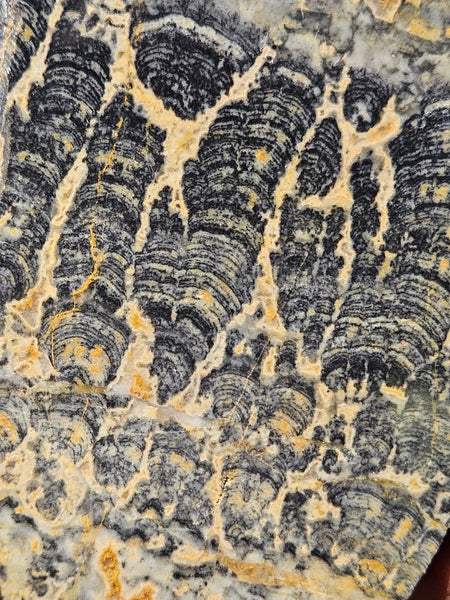 Polished fossil stromatolite slab. Asperia ashburtonia. ASP162
