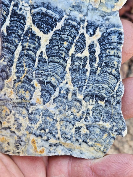 Polished fossil stromatolite slab. Asperia ashburtonia. ASP162