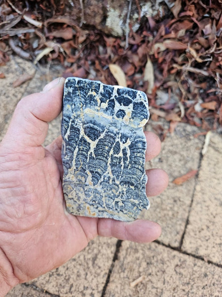 Polished fossil stromatolite slab. Asperia ashburtonia. ASP162
