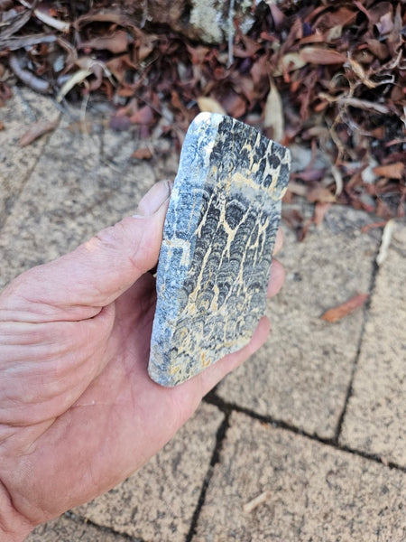 Polished fossil stromatolite slab. Asperia ashburtonia. ASP162