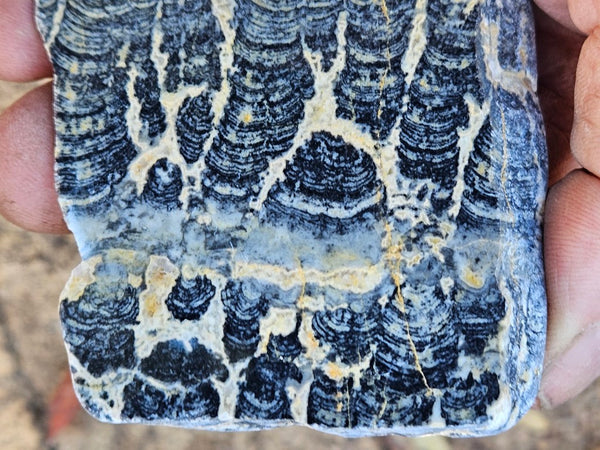 Polished fossil stromatolite slab. Asperia ashburtonia. ASP162