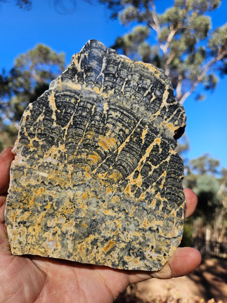 Polished fossil stromatolite slab. Asperia ashburtonia. ASP163