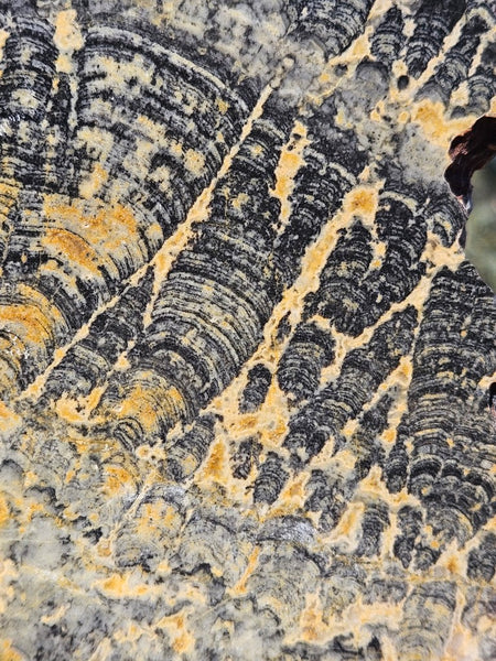 Polished fossil stromatolite slab. Asperia ashburtonia. ASP163