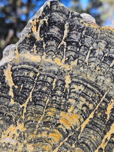 Polished fossil stromatolite slab. Asperia ashburtonia. ASP163