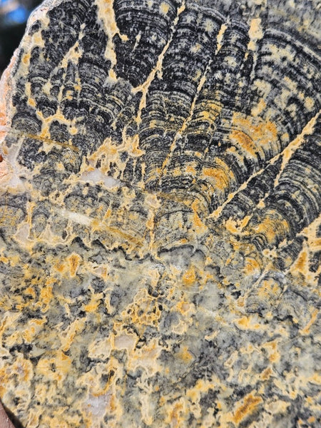 Polished fossil stromatolite slab. Asperia ashburtonia. ASP163