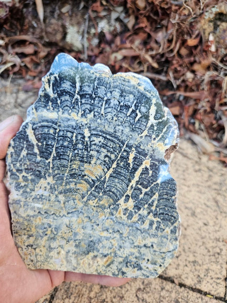 Polished fossil stromatolite slab. Asperia ashburtonia. ASP163