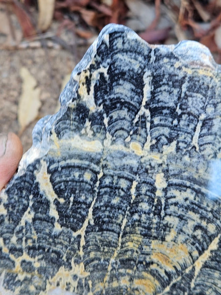 Polished fossil stromatolite slab. Asperia ashburtonia. ASP163