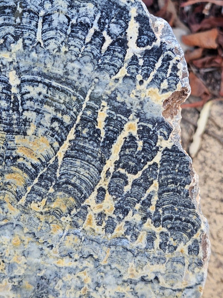 Polished fossil stromatolite slab. Asperia ashburtonia. ASP163