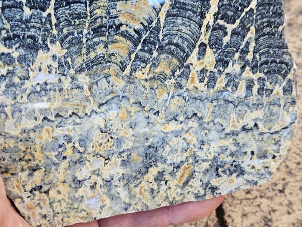 Polished fossil stromatolite slab. Asperia ashburtonia. ASP163