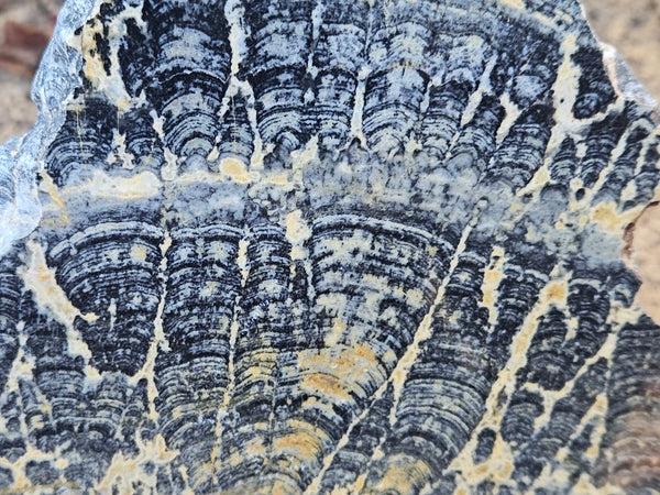Polished fossil stromatolite slab. Asperia ashburtonia. ASP163