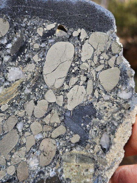 Polished Beaton's Creek auriferous conglomerate slab BC114