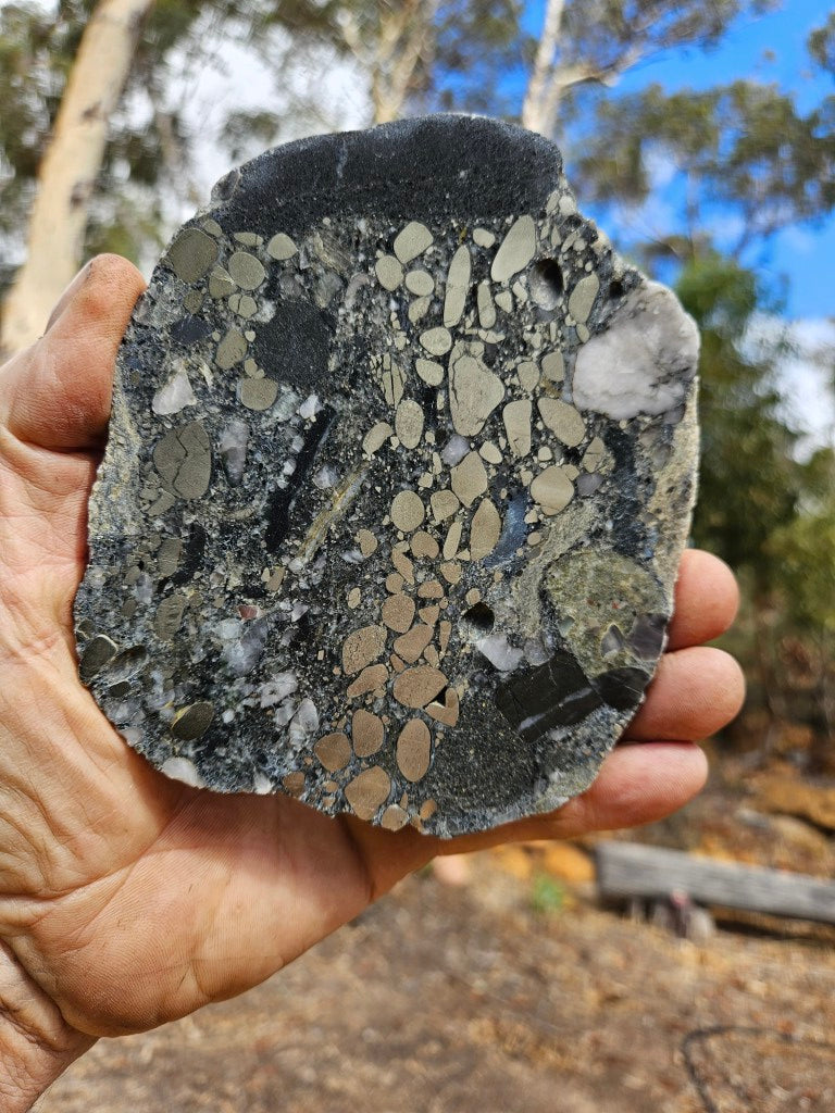 Polished Beaton's Creek auriferous conglomerate slab BC115