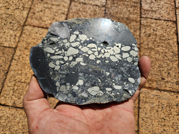 Polished Beaton's Creek auriferous conglomerate slab BC115